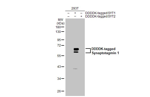 Non-transfected (–) and transfected (+) 293T whole cell extracts were separated by 10% SDS-PAGE, and the membrane was blotted with Synaptotagmin 1 antibody [HL1654] (GTX637252) diluted at 1:50000. The HRP-conjugated anti-rabbit IgG antibody (GTX213110-01) was used to detect the primary antibody.