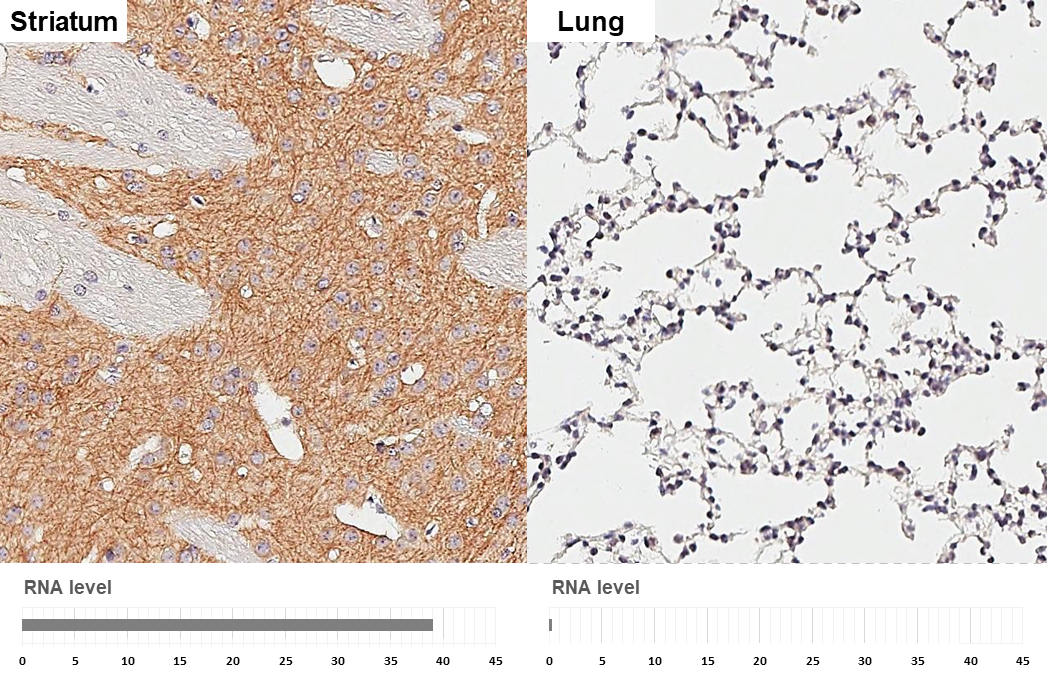 MAP2 antibody [HL1655] detects MAP2 protein by immunohistochemical analysis. Sample: Paraffin-embedded mouse tissues. MAP2 stained by MAP2 antibody [HL1655] (GTX637253) diluted at 1:100. Antigen Retrieval: Citrate buffer, pH 6.0, 15 min