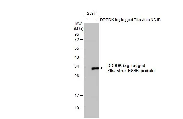 Zika virus NS4B protein antibody [HL1663]