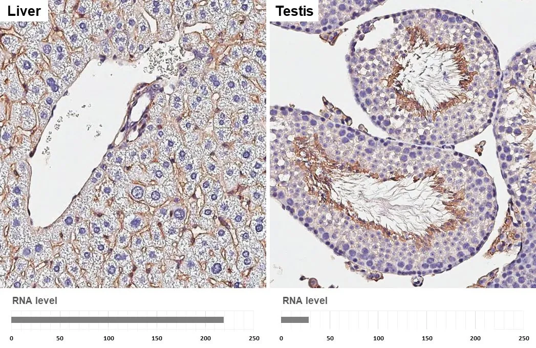 CD81 antibody [HL1666] detects CD81 protein by immunohistochemical analysis. Sample: Paraffin-embedded mouse tissues. CD81 stained by CD81 antibody [HL1666] (GTX637264) diluted at 1:3200. Antigen Retrieval: Citrate buffer, pH 6.0, 15 min