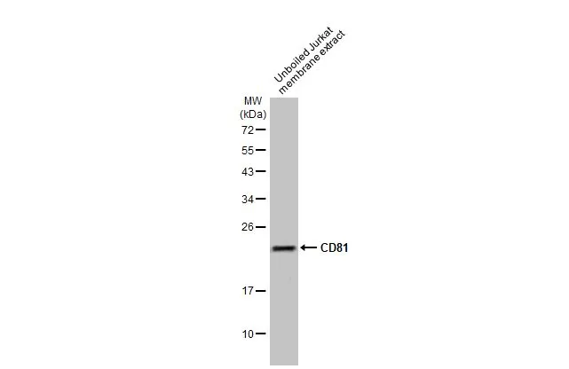 CD81 antibody [HL1667]