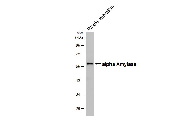 Whole zebrafish extract (30 μg) was separated by 10% SDS-PAGE, and the membrane was blotted with alpha Amylase antibody [HL1681] (GTX637280) diluted at 1:1000. The HRP-conjugated anti-rabbit IgG antibody (GTX213110-01) was used to detect the primary antibody.