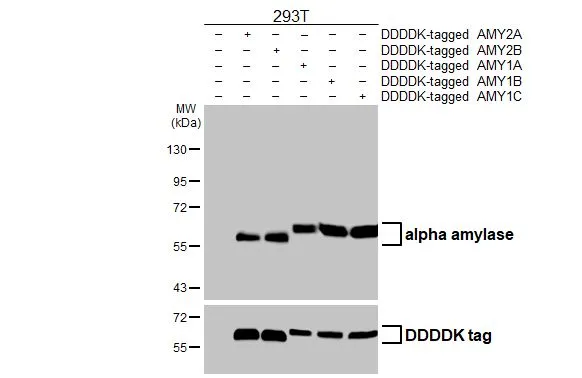 Non-transfected (–) and transfected (+) 293T whole cell extracts were separated by 10% SDS-PAGE, and the membrane was blotted with alpha Amylase antibody [HL1681] (GTX637280) diluted at 1:5000. The HRP-conjugated anti-rabbit IgG antibody (GTX213110-01) was used to detect the primary antibody.
