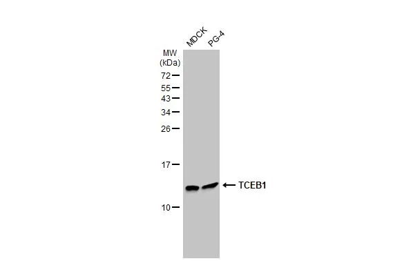 Various whole cell extracts (30 μg) were separated by 15% SDS-PAGE, and the membrane was blotted with TCEB1 antibody [HL1683] (GTX637282) diluted at 1:50000. The HRP-conjugated anti-rabbit IgG antibody (GTX213110-01) was used to detect the primary antibody.
