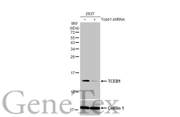 Non-transfected (–) and transfected (+) 293T whole cell extracts (30 μg) were separated by 15% SDS-PAGE, and the membrane was blotted with TCEB1 antibody [HL1683] (GTX637282) diluted at 1:500. The HRP-conjugated anti-rabbit IgG antibody (GTX213110-01) was used to detect the primary antibody.