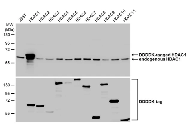 Non-transfected (–) and transfected (+) 293T whole cell extracts were separated by 10% SDS-PAGE, and the membrane was blotted with HDAC1 antibody [HL1691] (GTX637290) diluted at 1:5000. The HRP-conjugated anti-rabbit IgG antibody (GTX213110-01) was used to detect the primary antibody.