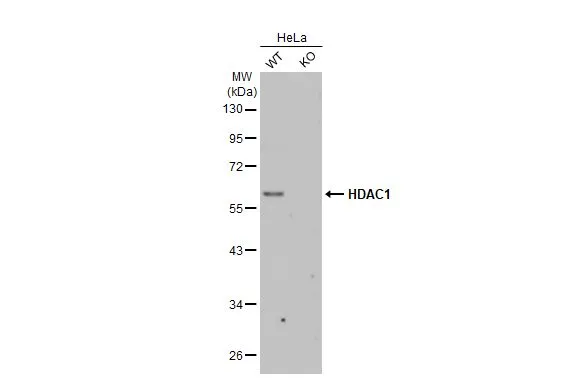 Wild-type (WT) and HDAC1 knockout (KO) HeLa cell extracts (30 μg) were separated by 10% SDS-PAGE, and the membrane was blotted with HDAC1 antibody [HL1691] (GTX637290) diluted at 1:1000. The HRP-conjugated anti-rabbit IgG antibody (GTX213110-01) was used to detect the primary antibody.