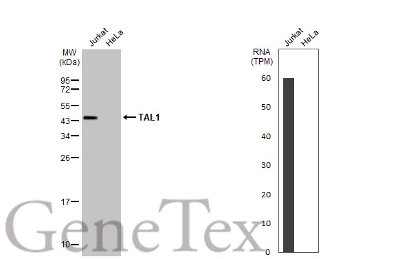 Various whole cell extracts (30 μg) were separated by 12% SDS-PAGE, and the membrane was blotted with TAL1 antibody [HL1703] (GTX637302) diluted at 1:1000. The HRP-conjugated anti-rabbit IgG antibody (GTX213110-01) was used to detect the primary antibody.Corresponding RNA expression data for the same cell lines are based on Human Protein Atlas program.