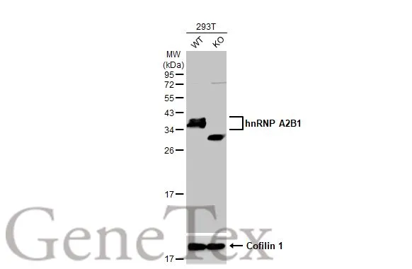 Wild-type (WT) and HNRNPA2B1 knockout (KO) 293T cell extracts (30 μg) were separated by 12% SDS-PAGE, and the membrane was blotted with hnRNP A2B1 antibody [HL1706] (GTX637305) diluted at 1:1000. The HRP-conjugated anti-rabbit IgG antibody (GTX213110-01) was used to detect the primary antibody.