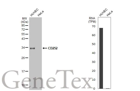 Various whole cell extracts (30 μg) were separated by 12% SDS-PAGE, and the membrane was blotted with CD252 antibody [HL1711] (GTX637310) diluted at 1:1000. The HRP-conjugated anti-rabbit IgG antibody (GTX213110-01) was used to detect the primary antibody. Corresponding RNA expression data for the same cell lines are based on Human Protein Atlas program.