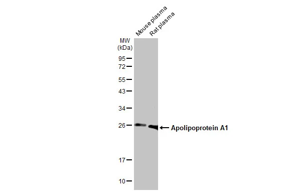 Mouse plasma and Rat plasma (30 μg) were separated by 12% SDS-PAGE, and the membrane was blotted with Apolipoprotein A1 antibody [HL1713] (GTX637312) diluted at 1:10000. The HRP-conjugated anti-rabbit IgG antibody (GTX213110-01) was used to detect the primary antibody.