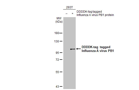 Non-transfected (–) and transfected (+) 293T whole cell extracts (30 μg) were separated by 7.5% SDS-PAGE, and the membrane was blotted with Influenza A virus PB1 protein antibody [HL1715] (GTX637314) diluted at 1:5000. The HRP-conjugated anti-rabbit IgG antibody (GTX213110-01) was used to detect the primary antibody.