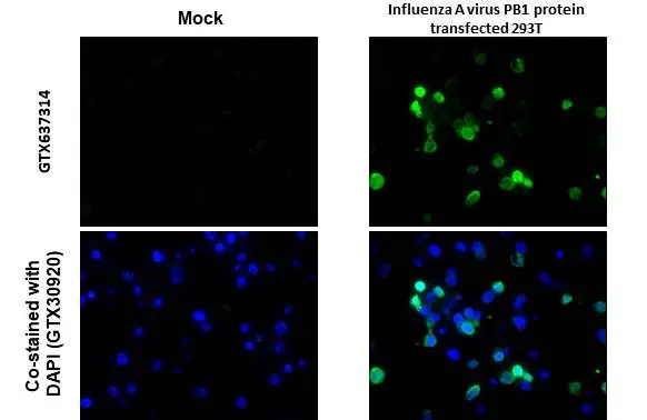 Influenza A virus PB1 protein antibody [HL1715] detects Influenza A virus PB1 protein protein by immunohistochemical analysis. Sample:Paraffin-embedded mock and Influenza A virus PB1 protein transfected 293T. Green: Influenza A virus PB1 protein stained by Influenza A virus PB1 protein antibody [HL1715] (GTX637314) diluted at 1:1000. Blue: Fluoroshield with DAPI (GTX30920). Antigen Retrieval: Citrate buffer, pH 6.0, 15 min