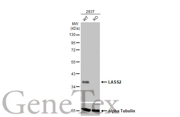 LASS2 antibody [HL1717]