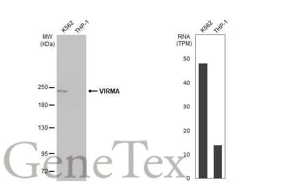 VIRMA antibody [HL1719]