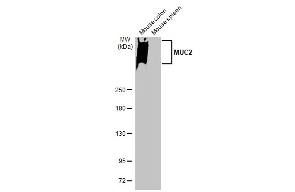 Anti-MUC2 antibody [HL1724] (GTX637372) | GeneTex