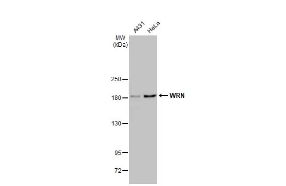 WRN antibody [HL1729]