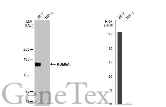 Various whole cell extracts (30 μg) were separated by 5% SDS-PAGE, and the membrane was blotted with KDM6A antibody [HL1731] (GTX637379) diluted at 1:1000. The HRP-conjugated anti-rabbit IgG antibody (GTX213110-01) was used to detect the primary antibody. Corresponding RNA expression data for the same cell lines are based on Human Protein Atlas program.