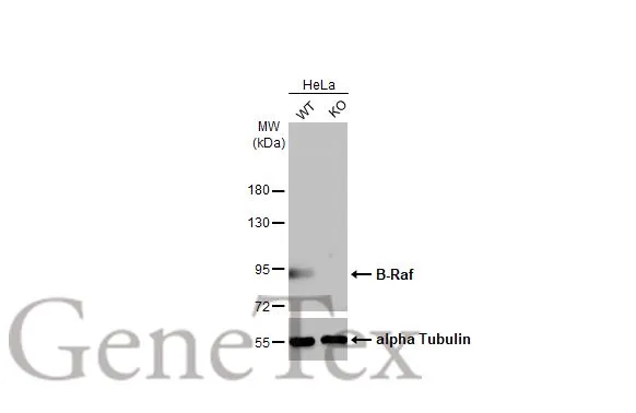 Wild-type (WT) and BRAF knockout (KO) HeLa cell extracts (30 μg) were separated by 7.5% SDS-PAGE, and the membrane was blotted with B-Raf antibody [HL1735] (GTX637383) diluted at 1:1000. The HRP-conjugated anti-rabbit IgG antibody (GTX213110-01) was used to detect the primary antibody.