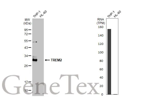 Various whole cell extracts (30 μg) were separated by 12% SDS-PAGE, and the membrane was blotted with TREM2 antibody [HL1738] (GTX637386) diluted at 1:2000. The HRP-conjugated anti-rabbit IgG antibody (GTX213110-01) was used to detect the primary antibody, and the signal was developed with Trident ECL plus-Enhanced. Corresponding RNA expression data for the same cell lines are based on Human Protein Atlas program.