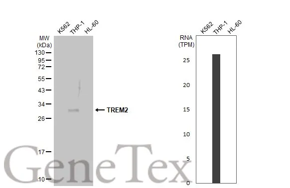 Various whole cell extracts (30 μg) were separated by 12% SDS-PAGE, and the membrane was blotted with TREM2 antibody [HL1739] (GTX637387) diluted at 1:1000. The HRP-conjugated anti-rabbit IgG antibody (GTX213110-01) was used to detect the primary antibody, and the signal was developed with Trident ECL plus-Enhanced. Corresponding RNA expression data for the same cell lines are based on Human Protein Atlas program.