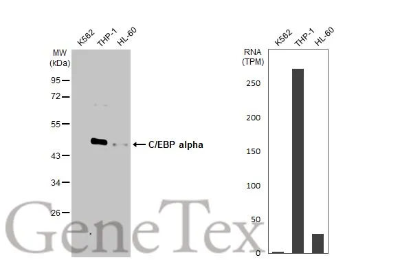 Various whole cell extracts (30 μg) were separated by 10% SDS-PAGE, and the membrane was blotted with C/EBP alpha antibody [HL1747] (GTX637397) diluted at 1:1000. The HRP-conjugated anti-rabbit IgG antibody (GTX213110-01) was used to detect the primary antibody. Corresponding RNA expression data for the same cell lines are based on Human Protein Atlas program.