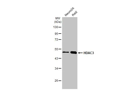 Various whole cell extracts (30 μg) were separated by 10% SDS-PAGE, and the membrane was blotted with HDAC3 antibody [HL1749] (GTX637399) diluted at 1:1000. The HRP-conjugated anti-rabbit IgG antibody (GTX213110-01) was used to detect the primary antibody, and the signal was developed with Trident ECL plus-Enhanced.