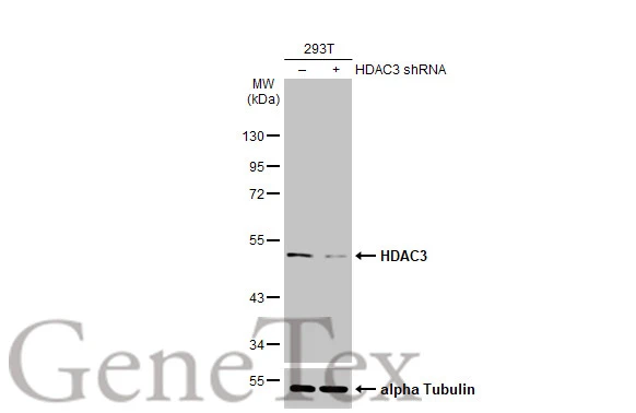 Non-transfected (–) and transfected (+) 293T whole cell extracts (30 μg) were separated by 10% SDS-PAGE, and the membrane was blotted with HDAC3 antibody [HL1749] (GTX637399) diluted at 1:1000. The HRP-conjugated anti-rabbit IgG antibody (GTX213110-01) was used to detect the primary antibody.