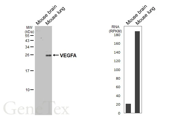 Various tissue extracts (50 μg) were separated by 15% SDS-PAGE, and the membrane was blotted with VEGFA antibody [HL1755] (GTX637405) diluted at 1:1000. The HRP-conjugated anti-rabbit IgG antibody (GTX213110-01) was used to detect the primary antibody. Corresponding RNA expression data are based on NCBI database.