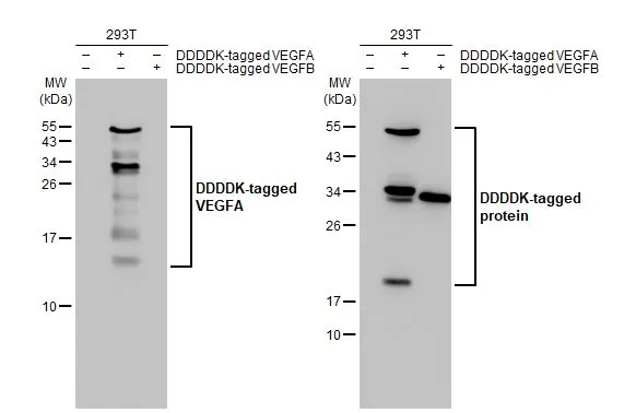 Non-transfected (–) and transfected (+) 293T whole cell extracts were separated by 15% SDS-PAGE, and the membrane was blotted with VEGFA antibody [HL1755] (GTX637405) diluted at 1:500000. The HRP-conjated anti-rabbit IgG antibody (GTX213110-01) was used to detect the primary antibody.