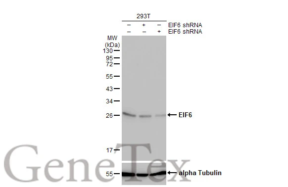 Non-transfected (–) and transfected (+) 293T whole cell extracts (30 μg) were separated by 12% SDS-PAGE, and the membrane was blotted with EIF6 antibody [HL1758] (GTX637408) diluted at 1:5000. The HRP-conjugated anti-rabbit IgG antibody (GTX213110-01) was used to detect the primary antibody.