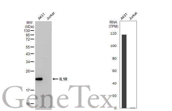 Various whole cell extracts (30 μg) were separated by 12% SDS-PAGE, and the membrane was blotted with IL18 antibody [HL1761] (GTX637411) diluted at 1:1000. The HRP-conjugated anti-rabbit IgG antibody (GTX213110-01) was used to detect the primary antibody. Corresponding RNA expression data for the same cell lines are based on Human Protein Atlas program.