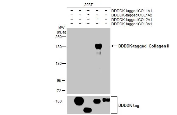Non-transfected (–) and transfected (+) 293T whole cell extracts were separated by 5% SDS-PAGE, and the membrane was blotted with Collagen II antibody [HL1772] (GTX637424) diluted at 1:5000. The HRP-conjugated anti-rabbit IgG antibody (GTX213110-01) was used to detect the primary antibody.