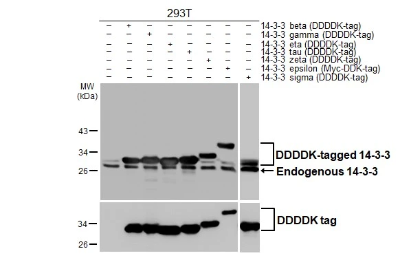 Non-transfected (–) and transfected (+) 293T whole cell extracts (30 μg) were separated by 12% SDS-PAGE, and the membrane was blotted with 14-3-3 antibody [HL1776] (GTX637428) diluted at 1:20000. The HRP-conjugated anti-rabbit IgG antibody (GTX213110-01) was used to detect the primary antibody.