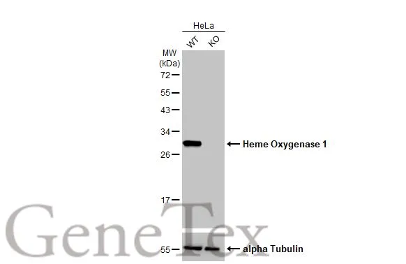 Wild-type (WT) and HMOX1 knockout (KO) HeLa cell extracts (30 μg) were separated by 12% SDS-PAGE, and the membrane was blotted with Heme Oxygenase 1 antibody [HL1780] (GTX637432) diluted at 1:2000. The HRP-conjugated anti-rabbit IgG antibody (GTX213110-01) was used to detect the primary antibody, and the signal was developed with Trident ECL plus-Enhanced.