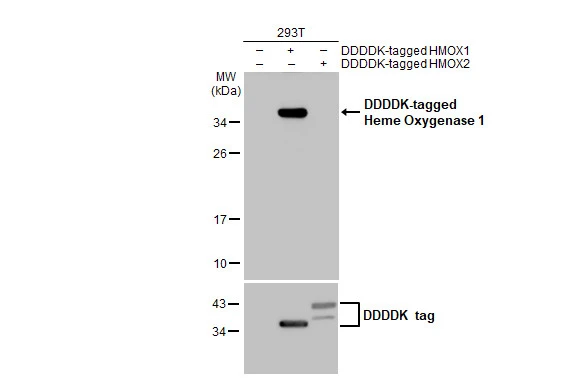 Non-transfected (–) and transfected (+) 293T whole cell extracts (30 μg) were separated by 12% SDS-PAGE, and the membrane was blotted with Heme Oxygenase 1 antibody [HL1780] (GTX637432) diluted at 1:5000. The HRP-conjugated anti-rabbit IgG antibody (GTX213110-01) was used to detect the primary antibody.