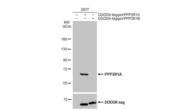 Non-transfected (–) and transfected (+) 293T whole cell extracts (30 μg) were separated by 7.5% SDS-PAGE, and the membrane was blotted with PPP2R1A antibody [HL1781] (GTX637433) diluted at 1:60000. The HRP-conjugated anti-rabbit IgG antibody (GTX213110-01) was used to detect the primary antibody.