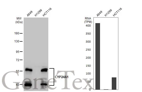 Various whole cell extracts (30 μg) were separated by 7.5% SDS-PAGE, and the membrane was blotted with CYP24A1 antibody [HL1783] (GTX637435) diluted at 1:2000. The HRP-conjugated anti-rabbit IgG antibody (GTX213110-01) was used to detect the primary antibody. Corresponding RNA expression data for the same cell lines are based on Human Protein Atlas program.