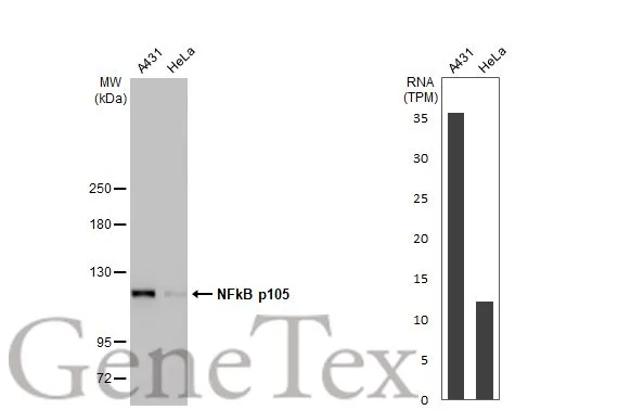Various whole cell extracts (30 μg) were separated by 5% SDS-PAGE, and the membrane was blotted with NFkB p105 antibody [HL1784] (GTX637436) diluted at 1:500. The HRP-conjugated anti-rabbit IgG antibody (GTX213110-01) was used to detect the primary antibody, and the signal was developed with Trident ECL plus-Enhanced. Corresponding RNA expression data for the same cell lines are based on Human Protein Atlas program.