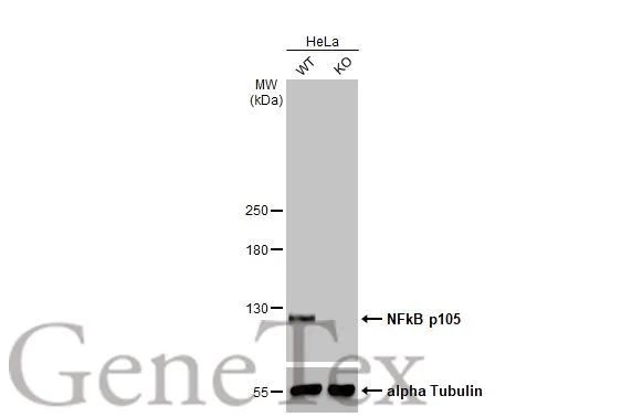 Wild-type (WT) and NFKB1 knockout (KO) HeLa cell extracts (30 μg) were separated by 5% SDS-PAGE, and the membrane was blotted with NFkB p105 antibody [HL1784] (GTX637436) diluted at 1:500. The HRP-conjugated anti-rabbit IgG antibody (GTX213110-01) was used to detect the primary antibody, and the signal was developed with Trident ECL plus-Enhanced.