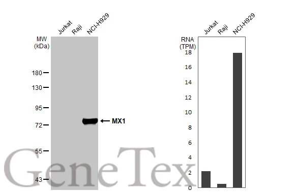 Various whole cell extracts (30 μg) were separated by 7.5% SDS-PAGE, and the membrane was blotted with MX1 antibody [HL1790] (GTX637442) diluted at 1:1000. The HRP-conjugated anti-rabbit IgG antibody (GTX213110-01) was used to detect the primary antibody. Corresponding RNA expression data for the same cell lines are based on Human Protein Atlas program.