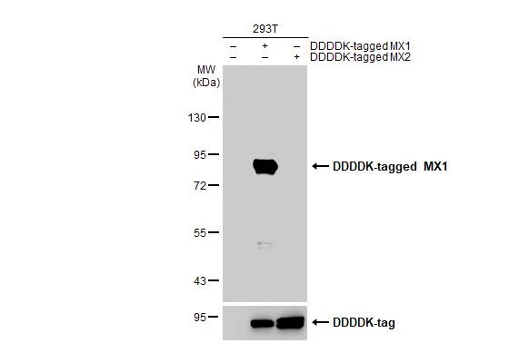 Non-transfected (–) and transfected (+) 293T whole cell extracts (30 μg) were separated by 7.5% SDS-PAGE, and the membrane was blotted with MX1 antibody [HL1790] (GTX637442) diluted at 1:5000. The HRP-conjugated anti-rabbit IgG antibody (GTX213110-01) was used to detect the primary antibody.