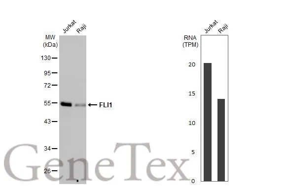 Various whole cell extracts (30 μg) were separated by 10% SDS-PAGE, and the membrane was blotted with FLI1 antibody [HL1805] (GTX637457) diluted at 1:1000. The HRP-conjugated anti-rabbit IgG antibody (GTX213110-01) was used to detect the primary antibody. Corresponding RNA expression data for the same cell lines are based on Human Protein Atlas program.