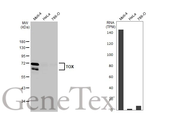 Various whole cell extracts (30 μg) were separated by 10% SDS-PAGE, and the membrane was blotted with TOX antibody [HL1809] (GTX637534) diluted at 1:1000. The HRP-conjugated anti-rabbit IgG antibody (GTX213110-01) was used to detect the primary antibody. Corresponding RNA expression data for the same cell lines are based on Human Protein Atlas program.