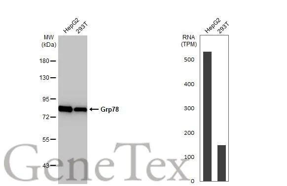 Various whole cell extracts (30 μg) were separated by 7.5% SDS-PAGE, and the membrane was blotted with Grp78 antibody [HL1815] (GTX637540) diluted at 1:30000. The HRP-conjugated anti-rabbit IgG antibody (GTX213110-01) was used to detect the primary antibody. Corresponding RNA expression data for the same cell lines are based on Human Protein Atlas program.