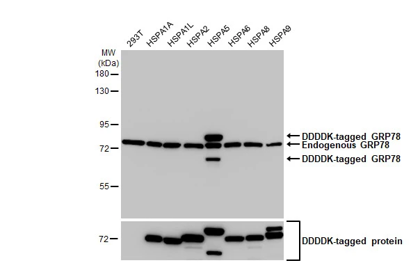 Non-transfected (–) and transfected (+) 293T whole cell extracts were separated by 7.5% SDS-PAGE, and the membrane was blotted with Grp78 antibody [HL1815] (GTX637540) diluted at 1:30000. The HRP-conjugated anti-rabbit IgG antibody (GTX213110-01) was used to detect the primary antibody.