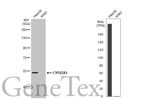 Various whole cell extracts (30 μg) were separated by 7.5% SDS-PAGE, and the membrane was blotted with CYP27A1 antibody [HL1819] (GTX637544) diluted at 1:1000. The HRP-conjugated anti-rabbit IgG antibody (GTX213110-01) was used to detect the primary antibody. Corresponding RNA expression data for the same cell lines are based on Human Protein Atlas program.