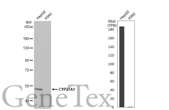 Various whole cell extracts (30 μg) were separated by 7.5% SDS-PAGE, and the membrane was blotted with CYP27A1 antibody [HL1820] (GTX637545) diluted at 1:1000. The HRP-conjugated anti-rabbit IgG antibody (GTX213110-01) was used to detect the primary antibody. Corresponding RNA expression data for the same cell lines are based on Human Protein Atlas program.