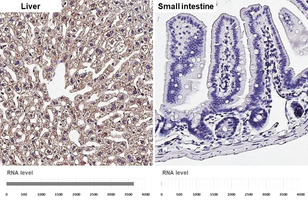 Prealbumin antibody [HL1823] detects Prealbumin protein by immunohistochemical analysis. Sample: Paraffin-embedded mouse tissues. Prealbumin stained by Prealbumin antibody [HL1823] (GTX637548) diluted at 1:1750. Antigen Retrieval: Citrate buffer, pH 6.0, 15 min