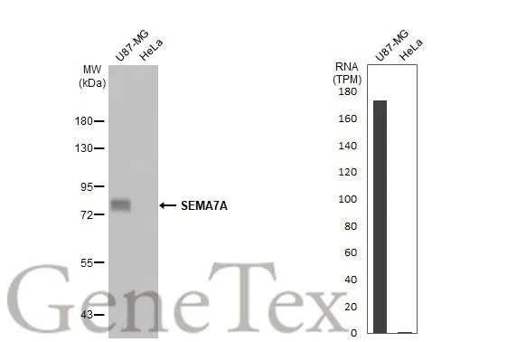 Various whole cell extracts (30 μg) were separated by 7.5% SDS-PAGE, and the membrane was blotted with SEMA7A antibody [HL1826] (GTX637551) diluted at 1:10000. The HRP-conjugated anti-rabbit IgG antibody (GTX213110-01) was used to detect the primary antibody. Corresponding RNA expression data for the same cell lines are based on Human Protein Atlas program.